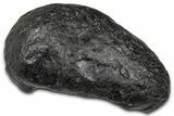 Large Fossil Whale Ear Bone - South Carolina #340259-1